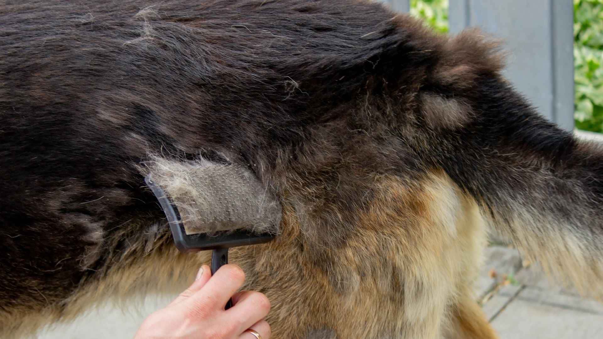 Pastor aleman mudando el pelo
